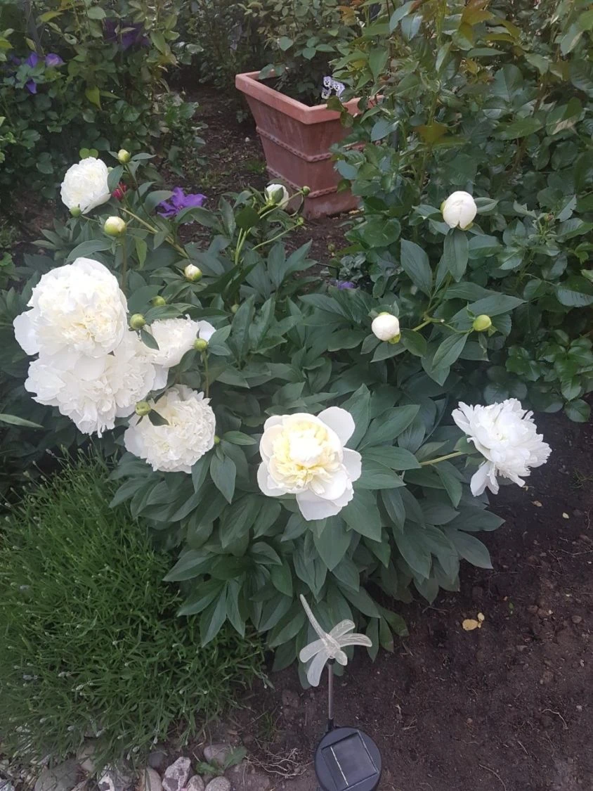 Pfingstrose 'Duchesse De Nemours' 11 Pfingstrose 'Duchesse De Nemours' – Bild 11