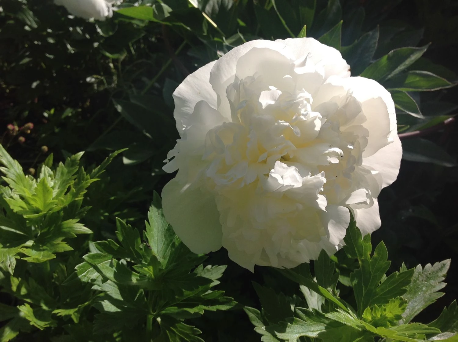 Pfingstrose 'Duchesse De Nemours' 13 Pfingstrose 'Duchesse De Nemours' – Bild 13