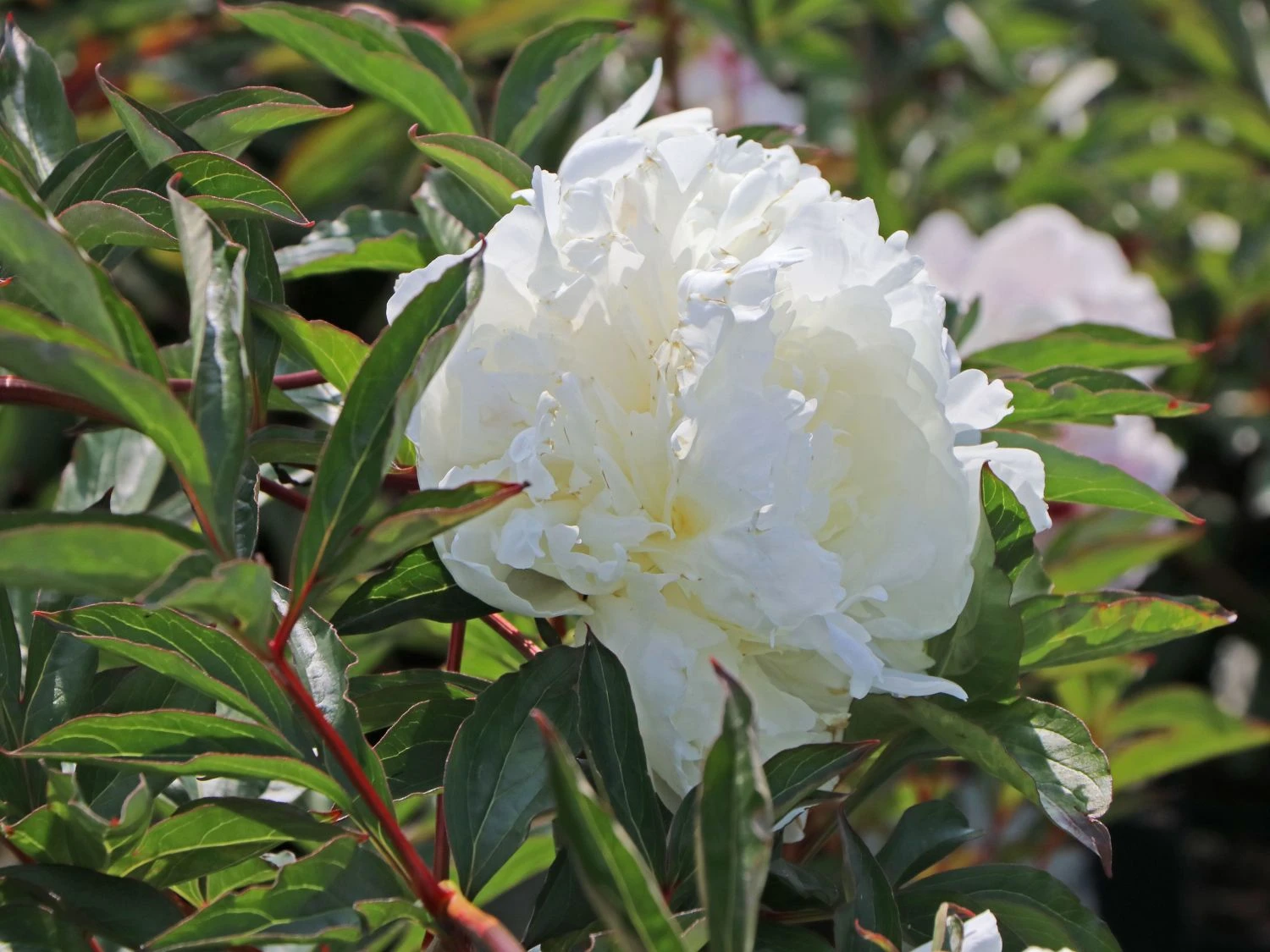 Pfingstrose 'Duchesse De Nemours' 1 Pfingstrose 'Duchesse De Nemours'