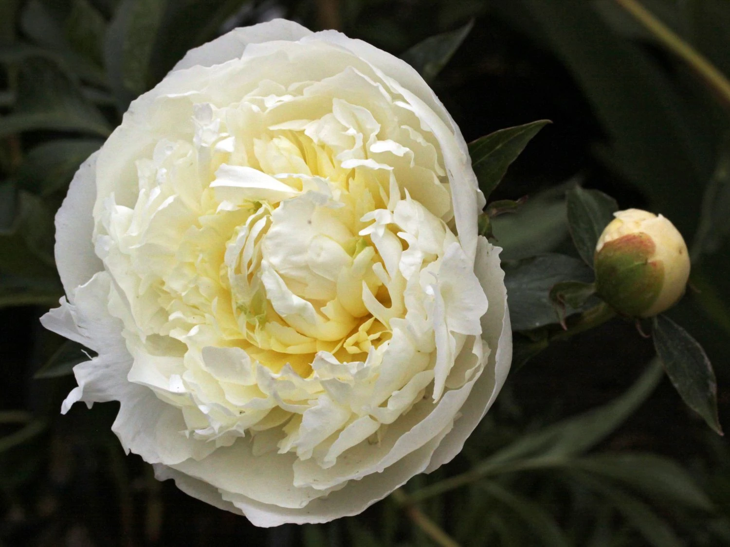 Pfingstrose 'Duchesse De Nemours' 7 Pfingstrose 'Duchesse De Nemours' – Bild 7