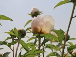 Pfingstrose 'Duchesse De Nemours' 22 Pfingstrose 'Duchesse De Nemours' -Edelrosen Geschaft pfingstrose duchesse de nemours m075386 w 1