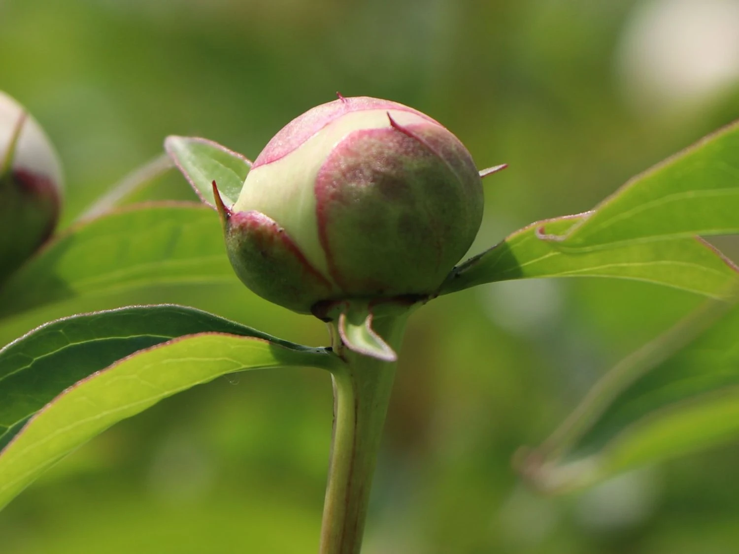 Pfingstrose 'Duchesse De Nemours' 2 Pfingstrose 'Duchesse De Nemours' – Bild 2