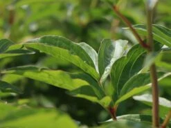 Pfingstrose 'Duchesse De Nemours' 16 Pfingstrose 'Duchesse De Nemours' -Edelrosen Geschaft pfingstrose duchesse de nemours m075386 w 3