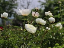 Pfingstrose 'Duchesse De Nemours' 15 Pfingstrose 'Duchesse De Nemours' -Edelrosen Geschaft pfingstrose duchesse de nemours m075386 w 4