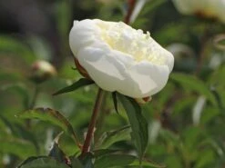 Pfingstrose 'Duchesse De Nemours' 18 Pfingstrose 'Duchesse De Nemours' -Edelrosen Geschaft pfingstrose duchesse de nemours m075386 w 5