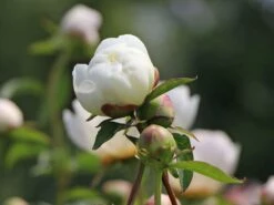 Pfingstrose 'Duchesse De Nemours' 17 Pfingstrose 'Duchesse De Nemours' -Edelrosen Geschaft pfingstrose duchesse de nemours m075386 w 6