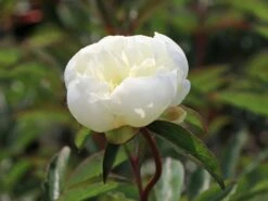 Pfingstrose 'Duchesse De Nemours' 21 Pfingstrose 'Duchesse De Nemours' -Edelrosen Geschaft pfingstrose duchesse de nemours m075386 w 7