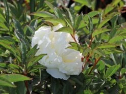 Pfingstrose 'Duchesse De Nemours' 20 Pfingstrose 'Duchesse De Nemours' -Edelrosen Geschaft pfingstrose duchesse de nemours m075386 w 8