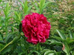 Pfingstrose 'Karl Rosenfield'