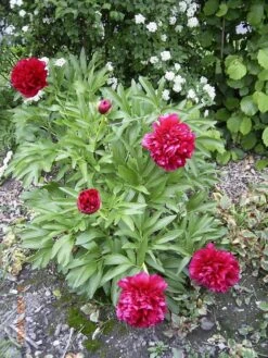 Pfingstrose 'Karl Rosenfield' -Edelrosen Geschaft pfingstrose karl rosenfield m001667 w 1