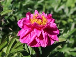 Pfingstrose 'Karl Rosenfield' -Edelrosen Geschaft pfingstrose karl rosenfield m001667 w 3