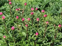 Pfingstrose 'Karl Rosenfield' -Edelrosen Geschaft pfingstrose karl rosenfield m001667 w 4