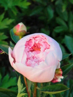 Pfingstrose 'Sarah Bernhardt' -Edelrosen Geschaft pfingstrose sarah bernhardt m001668 w 1