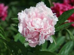 Pfingstrose 'Sarah Bernhardt' -Edelrosen Geschaft pfingstrose sarah bernhardt m001668 w 2