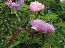 Pfingstrose 'Sarah Bernhardt' -Edelrosen Geschaft pfingstrose sarah bernhardt m001668 w 3