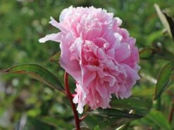 Pfingstrose 'Sarah Bernhardt' -Edelrosen Geschaft pfingstrose sarah bernhardt m001668 w 4