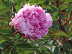 Pfingstrose 'Sarah Bernhardt' -Edelrosen Geschaft pfingstrose sarah bernhardt m001668 w 5