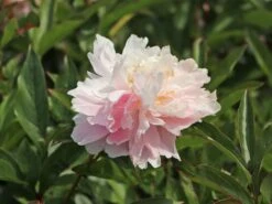 Pfingstrose 'Sarah Bernhardt' -Edelrosen Geschaft pfingstrose sarah bernhardt m001668 w 7