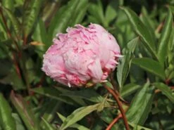 Pfingstrose 'Sarah Bernhardt' -Edelrosen Geschaft pfingstrose sarah bernhardt m001668 w 8