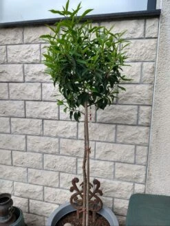 Portugiesische Lorbeerkirsche 'Angustifolia' -Edelrosen Geschaft portugiesische lorbeerkirsche angustifolia m012196 598791 0