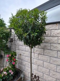 Portugiesische Lorbeerkirsche 'Angustifolia' -Edelrosen Geschaft portugiesische lorbeerkirsche angustifolia m012196 598791 1