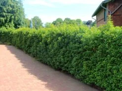 Portugiesische Lorbeerkirsche 'Angustifolia' -Edelrosen Geschaft portugiesische lorbeerkirsche angustifolia m012196 w 0