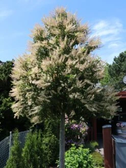 Portugiesische Lorbeerkirsche 'Angustifolia' -Edelrosen Geschaft portugiesische lorbeerkirsche angustifolia m012196 w 10