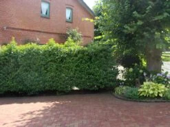 Portugiesische Lorbeerkirsche 'Angustifolia' -Edelrosen Geschaft portugiesische lorbeerkirsche angustifolia m012196 w 2