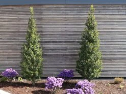 Portugiesische Lorbeerkirsche 'Angustifolia' -Edelrosen Geschaft portugiesische lorbeerkirsche angustifolia m012196 w 3