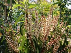 Portugiesische Lorbeerkirsche 'Angustifolia' -Edelrosen Geschaft portugiesische lorbeerkirsche angustifolia m012196 w 4