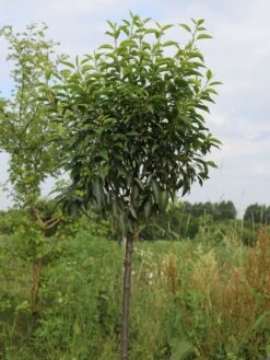 Portugiesische Lorbeerkirsche 'Angustifolia' -Edelrosen Geschaft portugiesische lorbeerkirsche angustifolia m012196 w 5