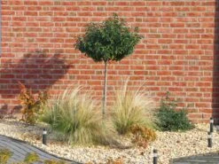 Portugiesische Lorbeerkirsche 'Angustifolia' -Edelrosen Geschaft portugiesische lorbeerkirsche angustifolia m012196 w 6