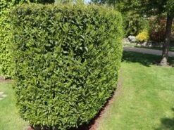 Portugiesische Lorbeerkirsche 'Angustifolia' -Edelrosen Geschaft portugiesische lorbeerkirsche angustifolia m012196 w 8