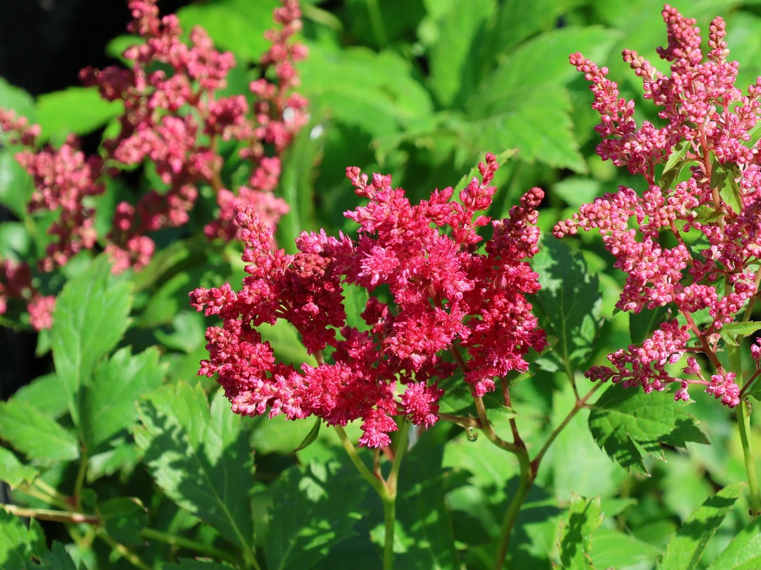 Prachtspiere 'Younique ® Fireberry' 4 Prachtspiere 'Younique ® Fireberry' – Bild 4