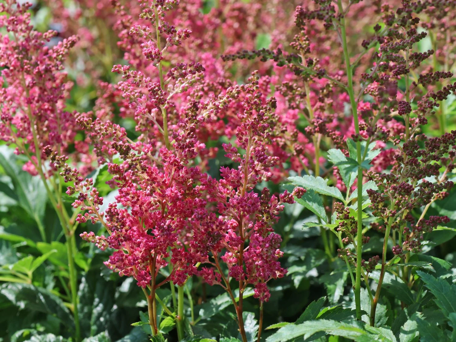 Prachtspiere 'Younique ® Fireberry' 5 Prachtspiere 'Younique ® Fireberry' – Bild 5