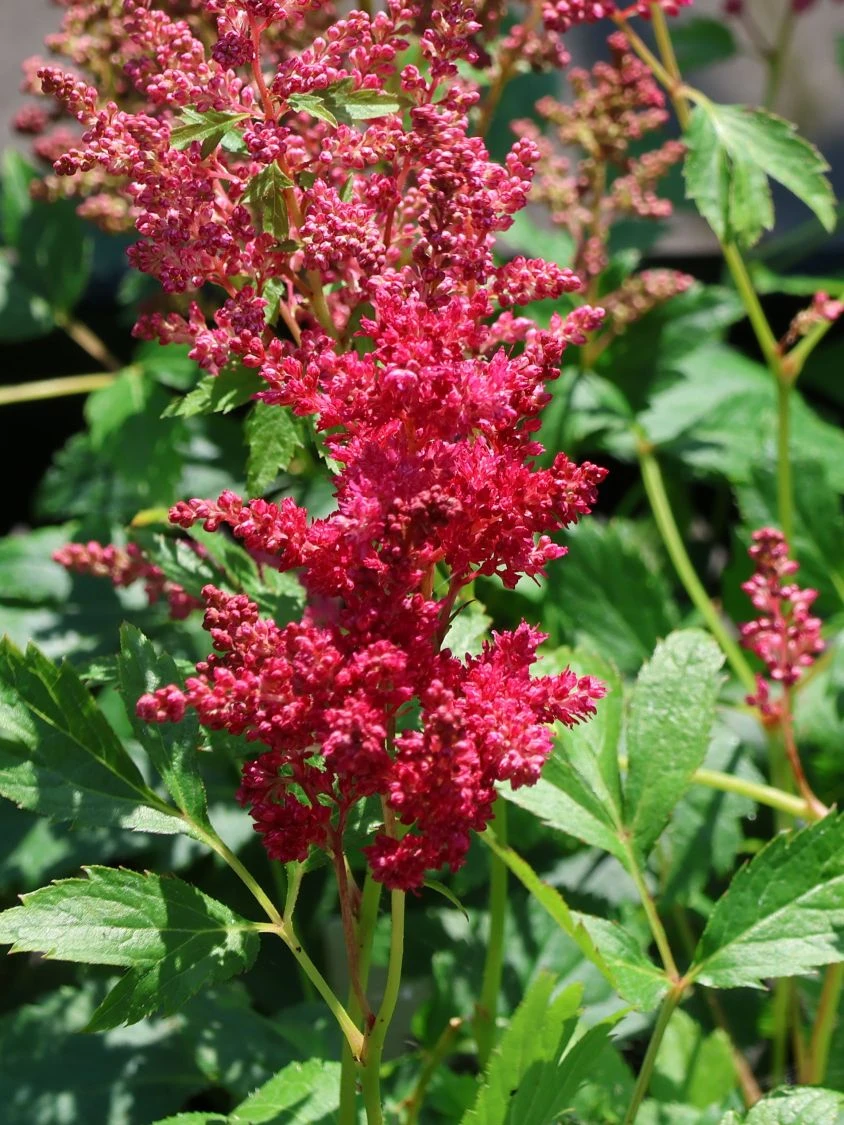 Prachtspiere 'Younique ® Fireberry' 3 Prachtspiere 'Younique ® Fireberry' – Bild 3