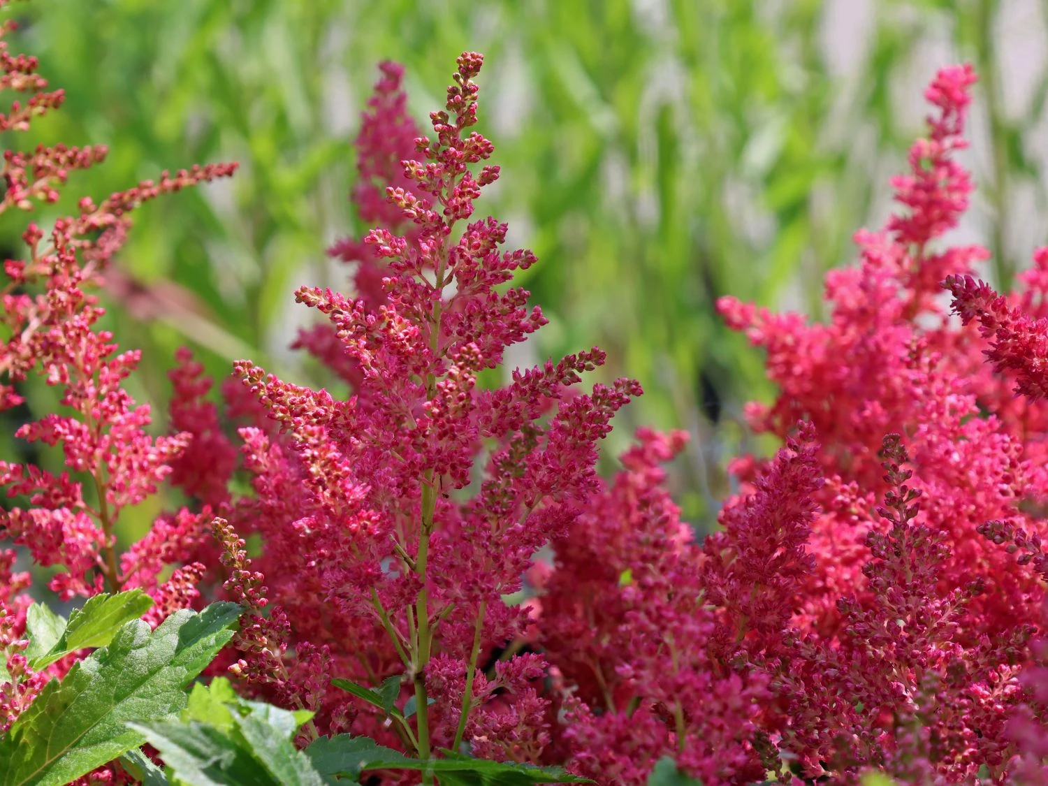 Prachtspiere 'Younique ® Fireberry' 2 Prachtspiere 'Younique ® Fireberry' – Bild 2