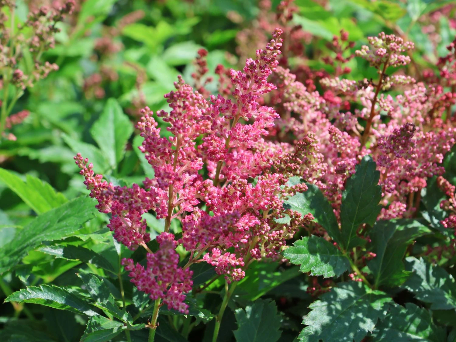 Prachtspiere 'Younique ® Fireberry' 6 Prachtspiere 'Younique ® Fireberry' – Bild 6