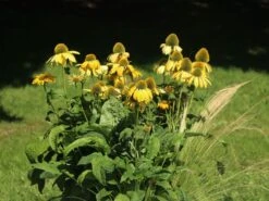 Purpur-Sonnenhut / Roter Scheinsonnenhut 'Harvest Moon' -Edelrosen Geschaft purpur sonnenhut roter scheinsonnenhut harvest moon m079833 w 0