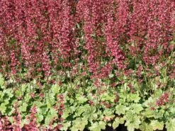 Purpurglöckchen 'Berry Timeless'