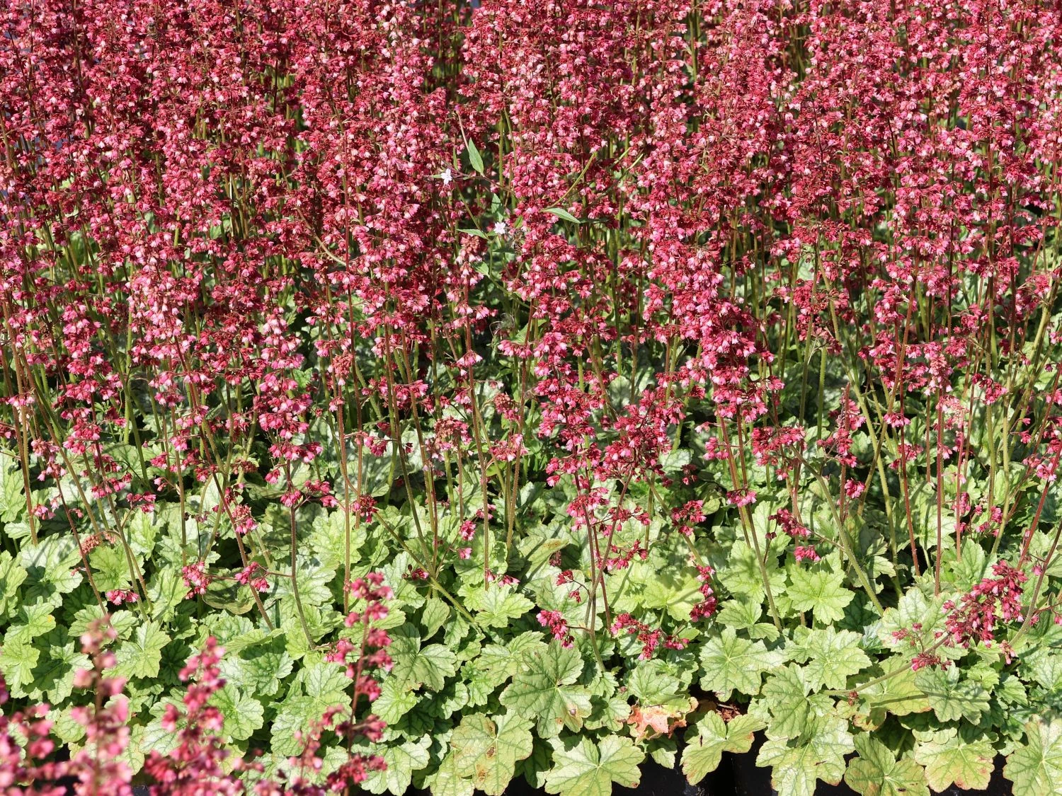 Purpurglöckchen 'Berry Timeless' 1 Purpurglöckchen 'Berry Timeless'