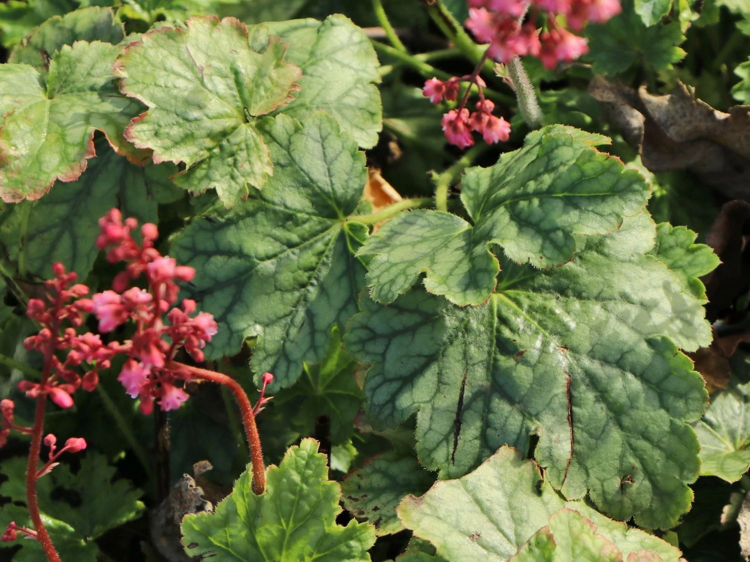 Purpurglöckchen 'Berry Timeless' 4 Purpurglöckchen 'Berry Timeless' – Bild 4