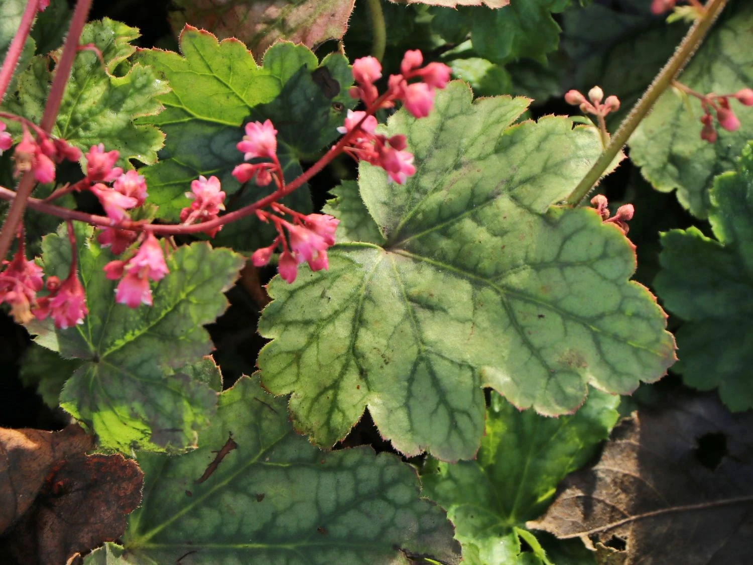 Purpurglöckchen 'Berry Timeless' 2 Purpurglöckchen 'Berry Timeless' – Bild 2