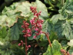 Purpurglöckchen 'Berry Timeless' 8 Purpurglöckchen 'Berry Timeless' -Edelrosen Geschaft purpurgloeckchen berry timeless m117997 w 2