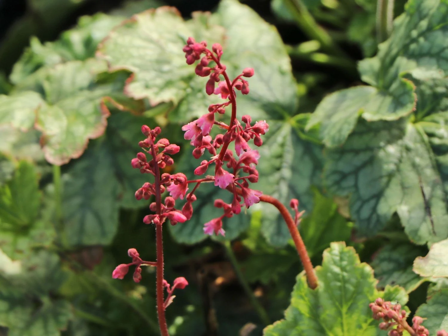 Purpurglöckchen 'Berry Timeless' 3 Purpurglöckchen 'Berry Timeless' – Bild 3