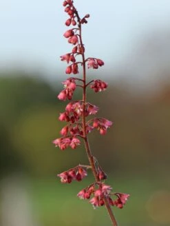 Purpurglöckchen 'Berry Timeless' 10 Purpurglöckchen 'Berry Timeless' -Edelrosen Geschaft purpurgloeckchen berry timeless m117997 w 3