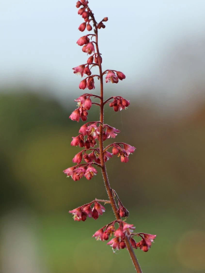 Purpurglöckchen 'Berry Timeless' 5 Purpurglöckchen 'Berry Timeless' – Bild 5
