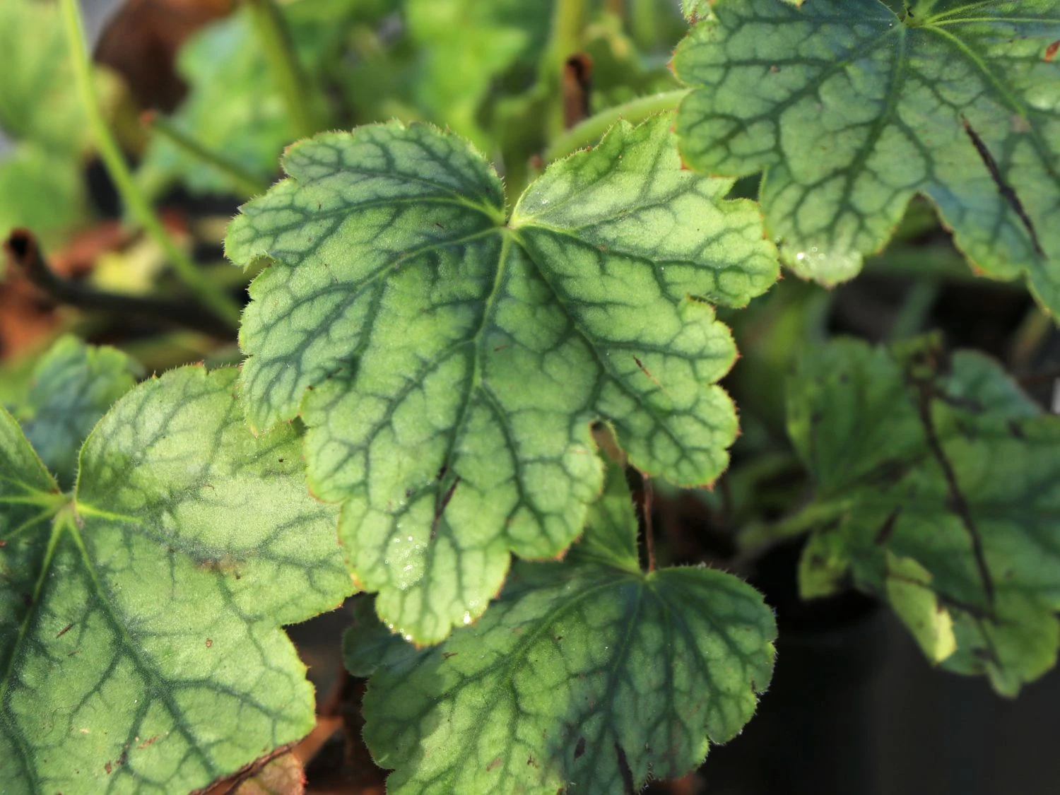 Purpurglöckchen 'Berry Timeless' 6 Purpurglöckchen 'Berry Timeless' – Bild 6