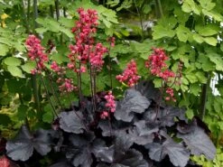 Purpurglöckchen 'Black Forest Cake'