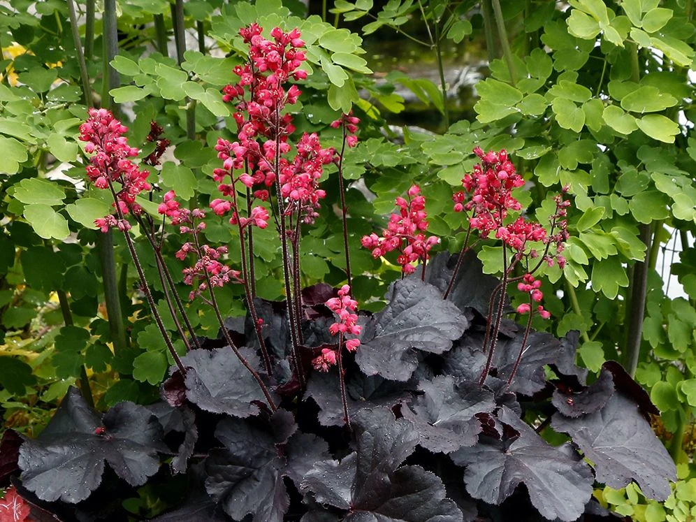 Purpurglöckchen 'Black Forest Cake' 1 Purpurglöckchen 'Black Forest Cake'